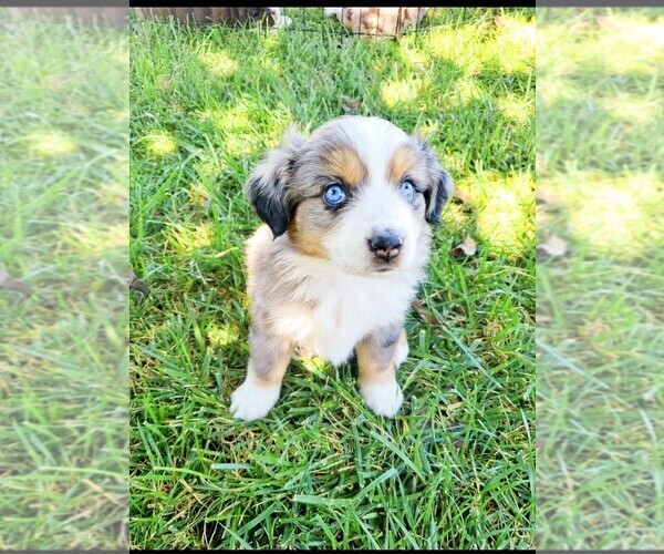 Medium Photo #2  Breeder Profile in MONTEREY, CA, USA