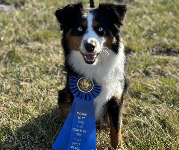 Medium Photo #19  Breeder Profile in NOLENSVILLE, TN, USA