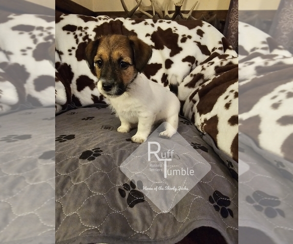 Medium Photo #23  Breeder Profile in HARVEL, IL, USA