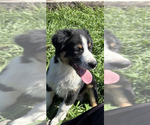 Small breeder photo