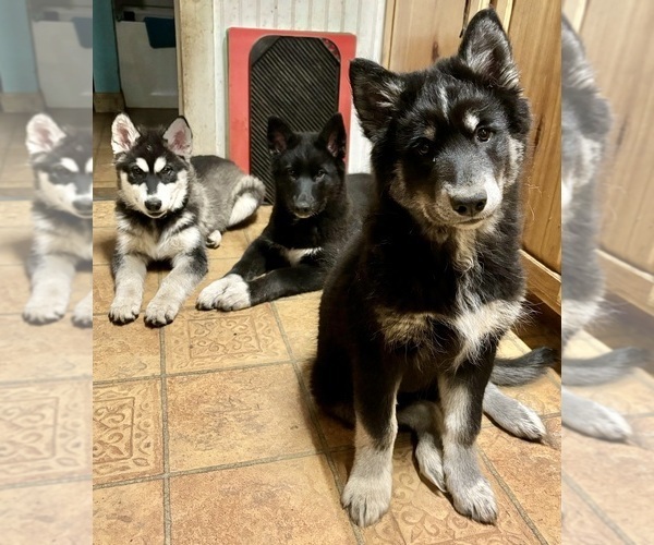Medium Photo #5  Breeder Profile in CANASTOTA, NY, USA