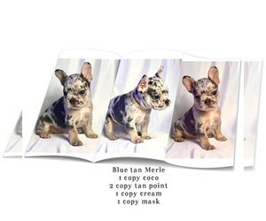 French Bulldog Dog Breeder near ROCKWALL, TX, USA