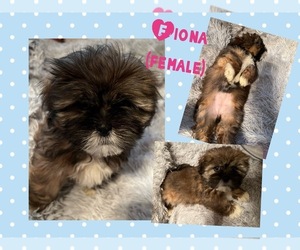 Main photo of Lhasa Apso Dog Breeder near OKLAHOMA CITY, OK, USA