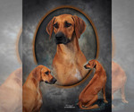 Small #1 Breeder Profile image
