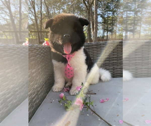 Medium Photo #97  Breeder Profile in MCDONOUGH, GA, USA