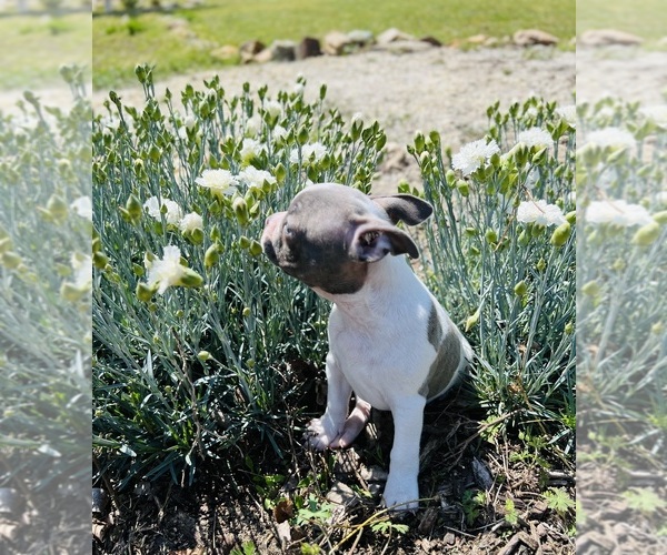 Medium Photo #7  Breeder Profile in PIKEVILLE, NC, USA
