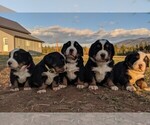 Small Photo #16  Breeder Profile in BONNERS FERRY, ID, USA