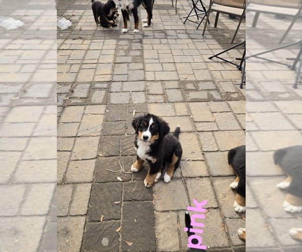 Medium Photo #9  Breeder Profile in SALMON, ID, USA