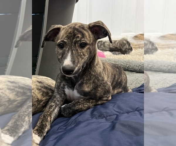 Medium Photo #6  Breeder Profile in SOUTH SIOUX CITY, NE, USA