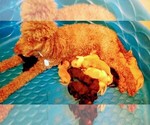 Small breeder photo