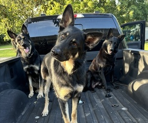 German Shepherd Dog Dog Breeder near CORNELL, IL, USA