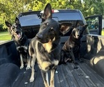 Small breeder photo
