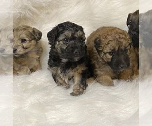 Medium Photo #1  Breeder Profile in JUDSONIA, AR, USA