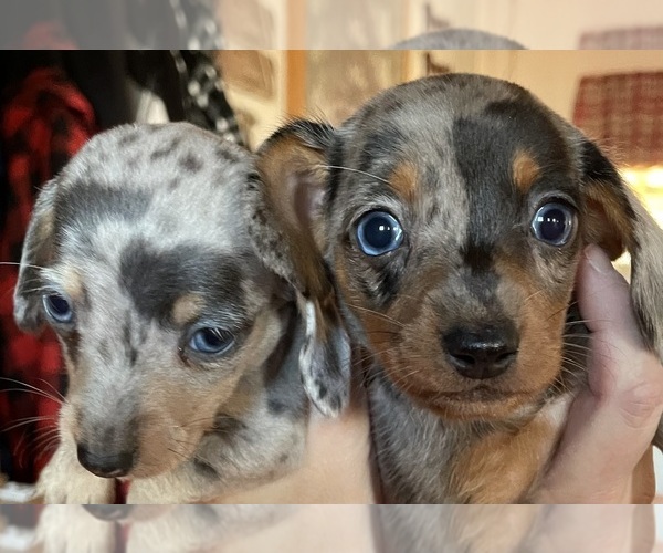Medium Photo #2  Breeder Profile in FOUNTAIN, CO, USA