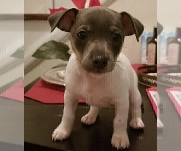 Medium Photo #8  Breeder Profile in WHITAKERS, NC, USA