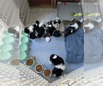 Small Photo #11  Breeder Profile in ROSEVILLE, OH, USA