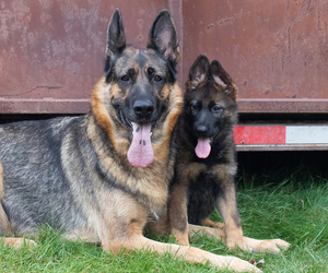 German Shepherd Dog Dog Breeder near BIG LAKE, MN, USA