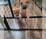 Small Photo #1  Breeder Profile in YOUNGWOOD, PA, USA