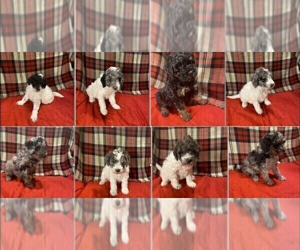 Medium Photo #2  Breeder Profile in STATESVILLE, NC, USA