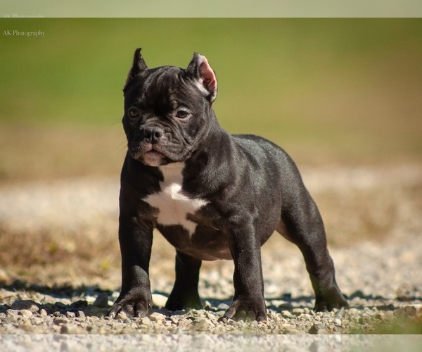 Medium Photo #18  Breeder Profile in URBANA, OH, USA