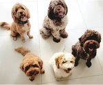 Small breeder photo