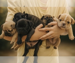 French Bulldog Dog Breeder near WYLIE, TX, USA