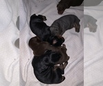 Small #38 Breeder Profile image