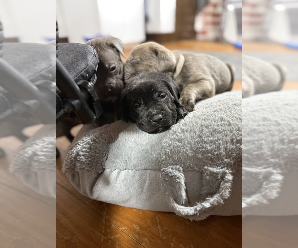 Medium Photo #18  Breeder Profile in LAURINBURG, NC, USA