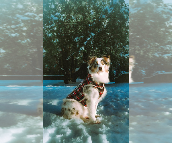 Medium Photo #4  Breeder Profile in PLACERVILLE, CA, USA