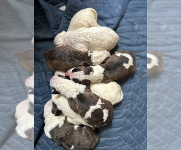 Medium Photo #1  Breeder Profile in TRUSSVILLE, AL, USA