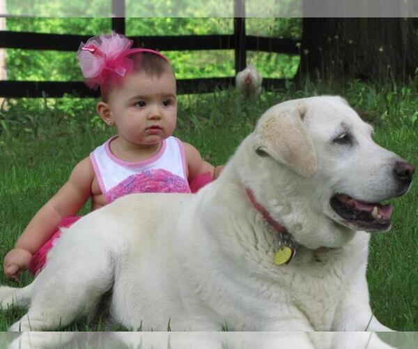Medium Photo #1  Breeder Profile in MAYSVILLE, GA, USA