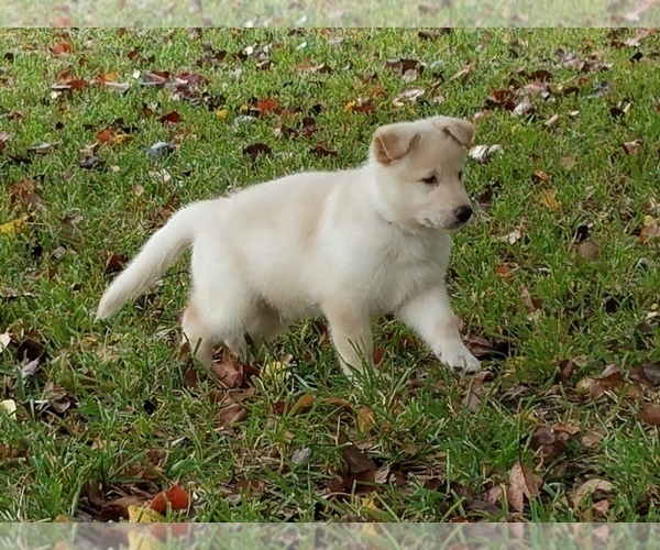 Medium Photo #1  Breeder Profile in ROUND ROCK, TX, USA