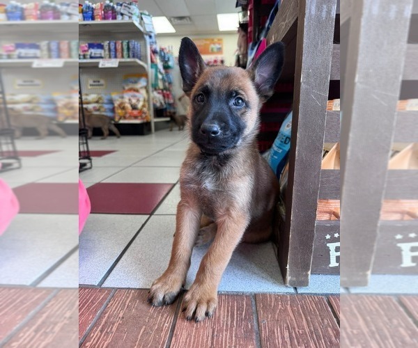 Medium Photo #1  Breeder Profile in OSHKOSH, WI, USA