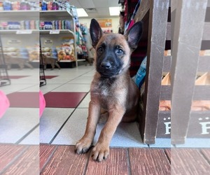 Belgian Malinois Dog Breeder near OSHKOSH, WI, USA