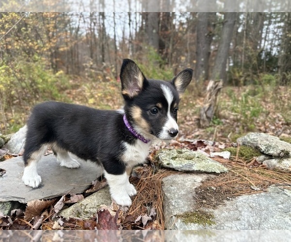 Medium Photo #8  Breeder Profile in PERKINSVILLE, VT, USA