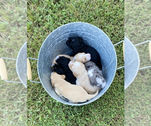 Medium Photo #1  Breeder Profile in WEST PADUCAH, KY, USA