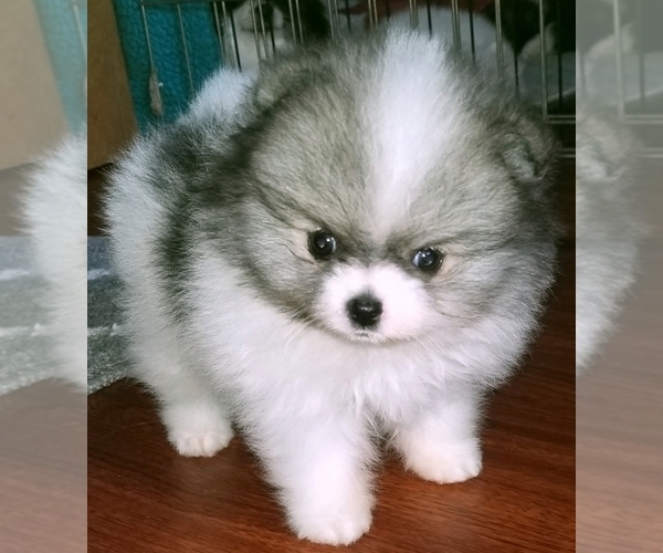 Medium Photo #1  Breeder Profile in OSCODA, MI, USA
