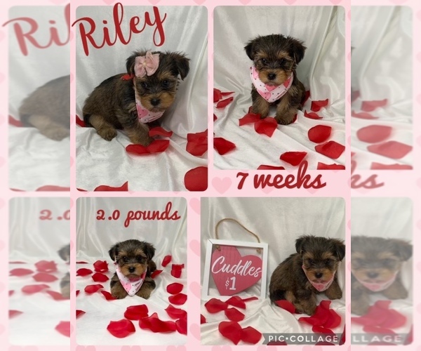Medium Photo #1  Breeder Profile in NACOGDOCHES, TX, USA