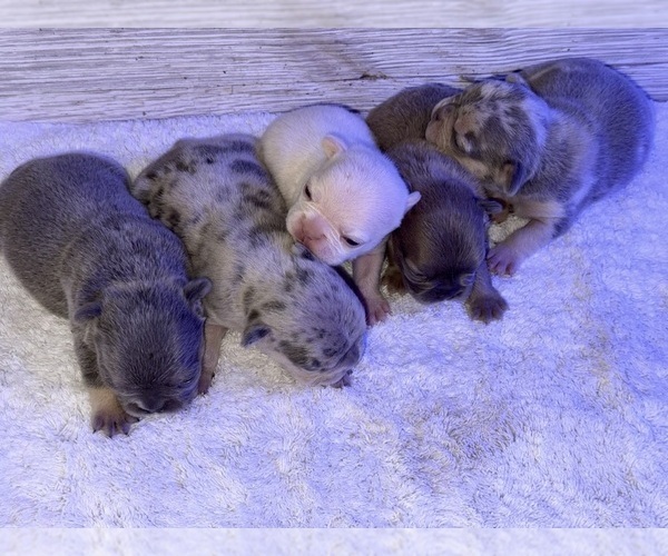 Medium Photo #1  Breeder Profile in CITRA, FL, USA