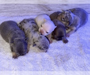 French Bulldog Dog Breeder near CITRA, FL, USA