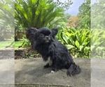 Small breeder photo