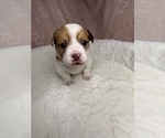 Small #18 Breeder Profile image