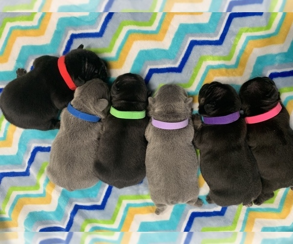 Medium Photo #1  Breeder Profile in LOUISVILLE, KY, USA