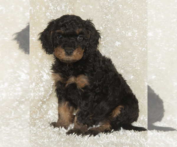 Medium Photo #17  Breeder Profile in TOPEKA, KS, USA