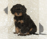 Small #16 Breeder Profile image