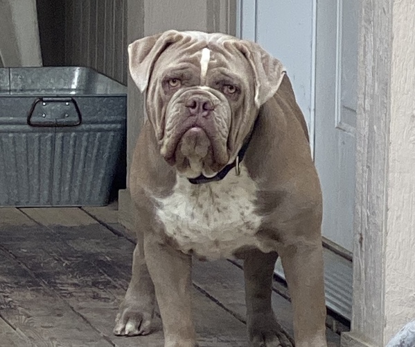 Medium Photo #1  Breeder Profile in SUNNYSIDE, WA, USA