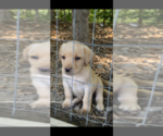 Small Photo #18  Breeder Profile in VALLEY CITY, OH, USA