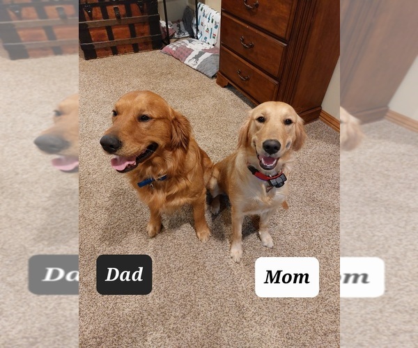 Medium Photo #1  Breeder Profile in NEOSHO, MO, USA