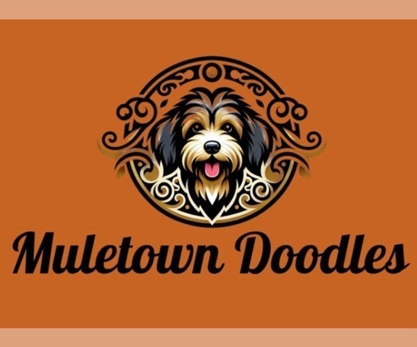 Medium Photo #3  Breeder Profile in COLUMBIA, TN, USA