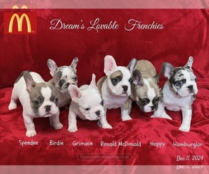 French Bulldog Dog Breeder in SHARON,  USA